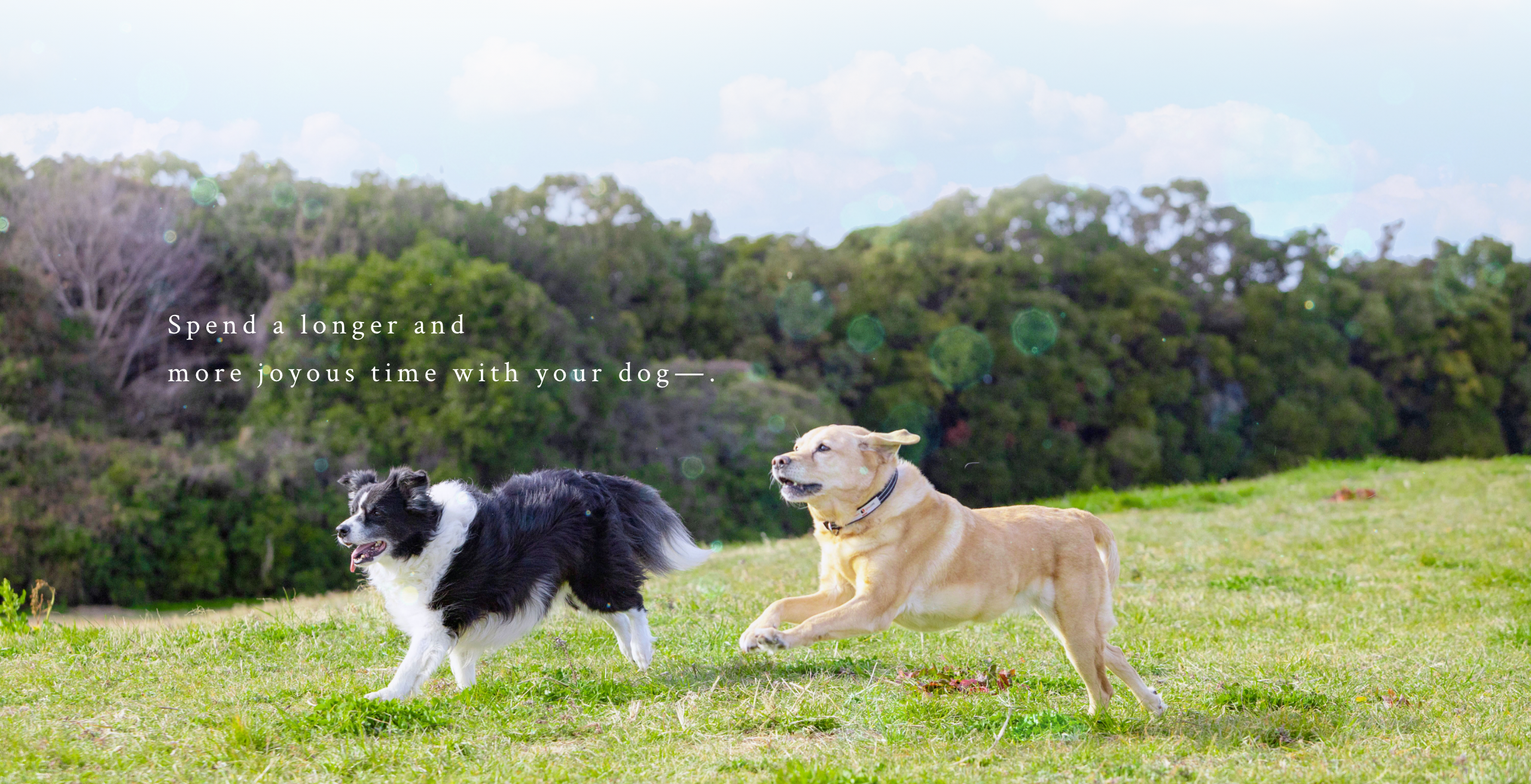 Spend a longer and more joyous time with your dog―.